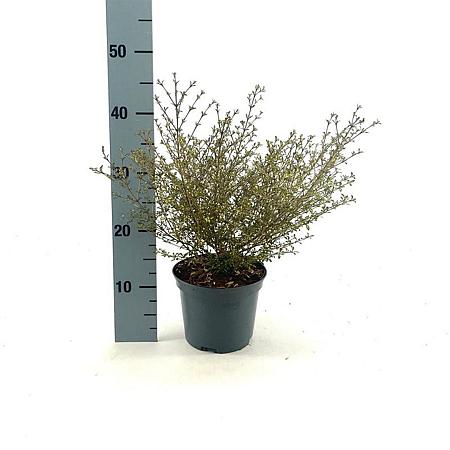 Coprosma 'Beatson's Gold' Pot 2 Liter30 - 40 cm