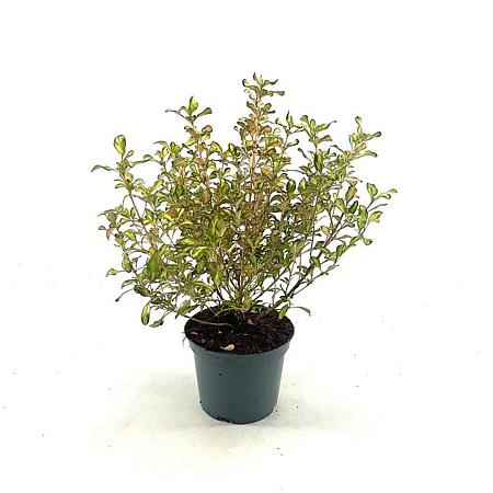 Coprosma 'Evening Glow' Pot 2 liter 25-30cm