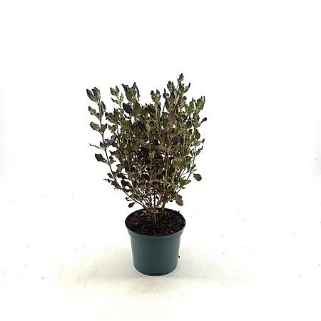 Coprosma r. Pacific Night Pot 2 liter 25-30cm