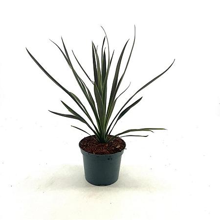 Cordyline australis Pot 2 Liter30 - 40 cm