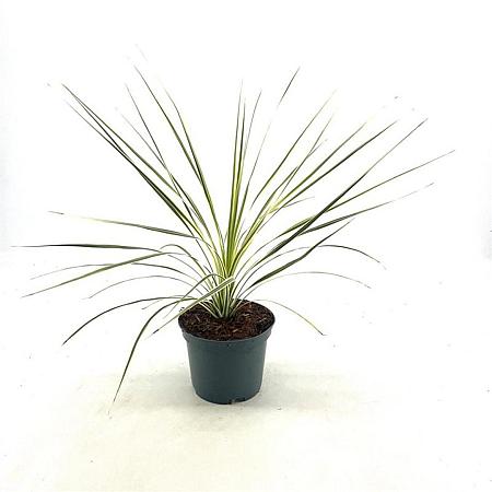 Cordyline aus. Lime Passion Pot 2 Liter30 - 40 cm