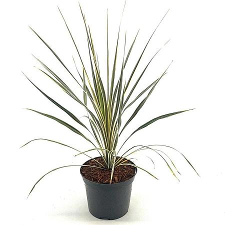 Cordyline aus. 'Torbay Dazzler' Pot 2 Liter30 - 40 cm