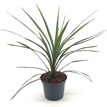 Cordyline indivisa 'Peko' Pot 2 Liter30 - 40 cm