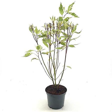Cornus alba 'Elegantissima' Pot 3 Liter 40 - 50 cm