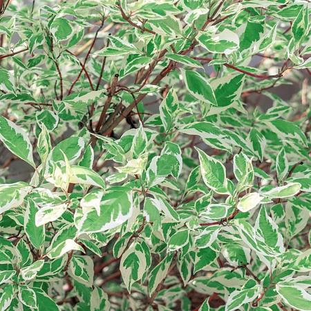 Cornus alba 'Elegantissima' Pot 12 liter 100 - 125 cm