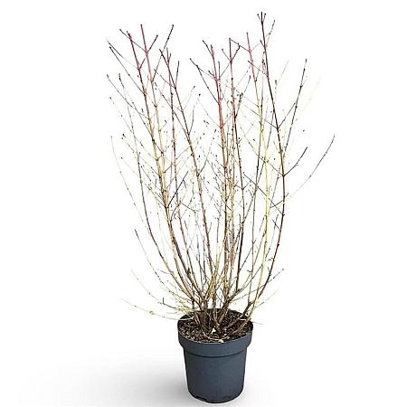 Cornus sang. 'Midwinter Fire' Pot 12 liter 100 - 125 cm