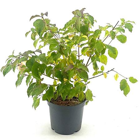 Cornus sang. 'Midwinter Fire' Pot 3 liter 25-30cm