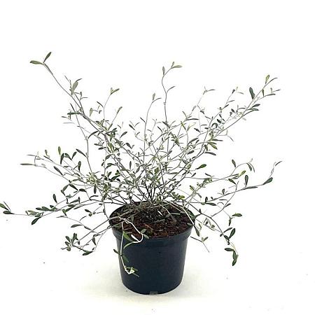 Corokia virgata Pot 2 Liter30 - 40 cm