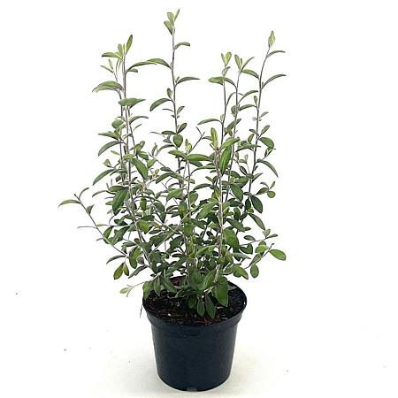 Corokia virgata 'Frosted Chocolate' Pot 2 Liter30 - 40 cm