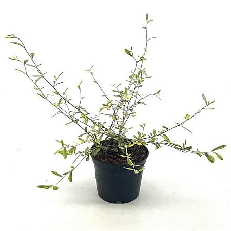 Corokia virgata 'Sunsplash' Pot 2 Liter30 - 40 cm