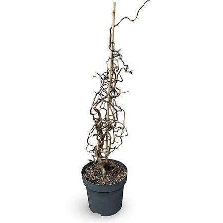 Corylus a. 'Contorta' Pot 12 liter 80 - 100 cm