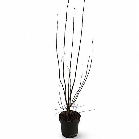 Corylus m. 'Purpurea' Pot 12 liter 125 - 150 cm