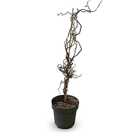 Corylus 'Red Majestic' Pot 12 liter 80 - 100 cm