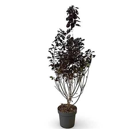 Cotinus cog. 'Royal Purple' Pot 12 liter 60 - 80 cm