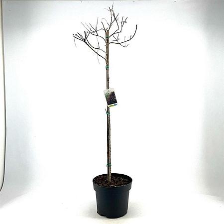 Cotinus cog. 'Royal Purple' Pot 10 liter Stam 80 cm