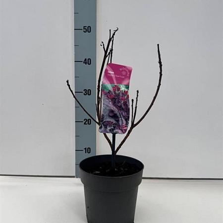 Cotinus cog. 'Royal Purple' Pot 2 liter 30-35cm