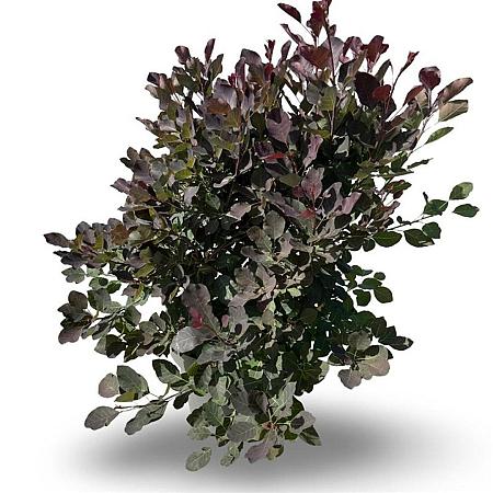 Cotinus Dusky Maiden Pot 12 liter 80 - 100 cm