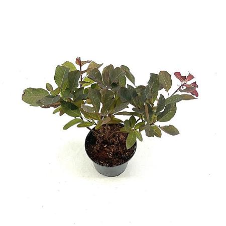 Cotinus 'Grace' Pot 2 Liter30 - 40 cm