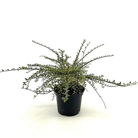 Cotoneaster atrop. 'Variegatus' Pot 2 liter 25-30cm