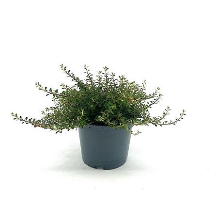 Cotoneaster congestus Pot 2 liter 25-30cm