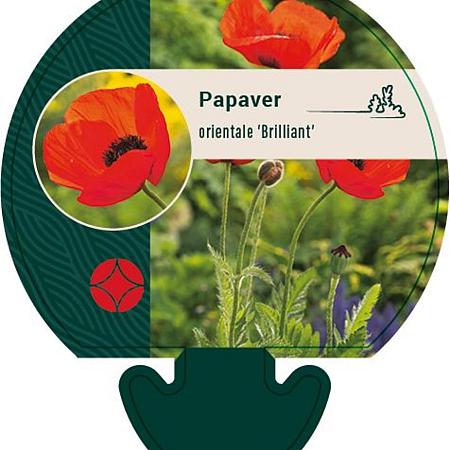 Papaver or. 'Brilliant' Pot 9 cm