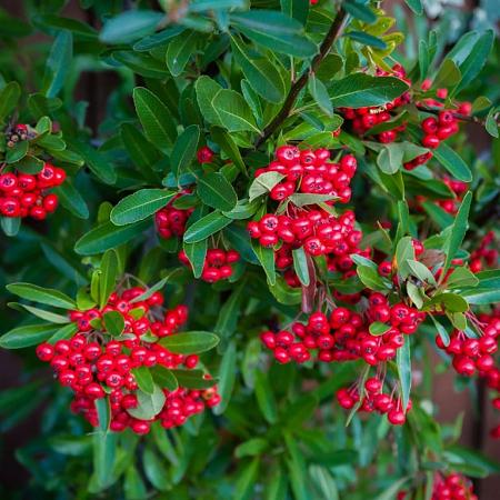 Cotoneaster dammeri Pot 2 liter 25-30cm