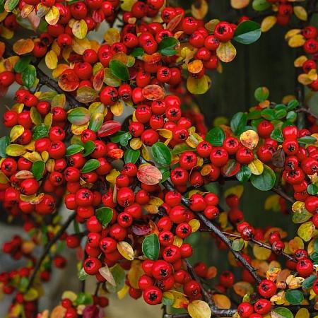 Cotoneaster horizontalis Pot 3 Liter 30 - 40 cm