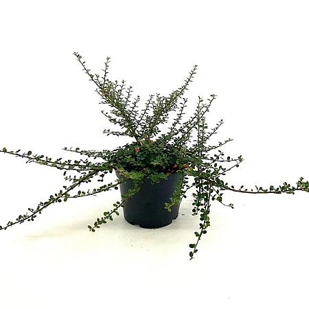 Cotoneaster microphyllus Pot 3 liter 25-30cm