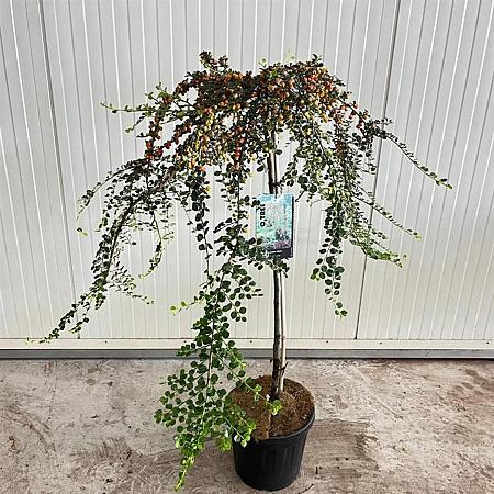 Cotoneaster suec. 'Juliette' Pot 10 liter Stam 120 cm