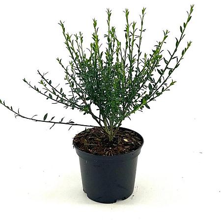 Cytisus 'Luna' Pot 2 Liter30 - 40 cm