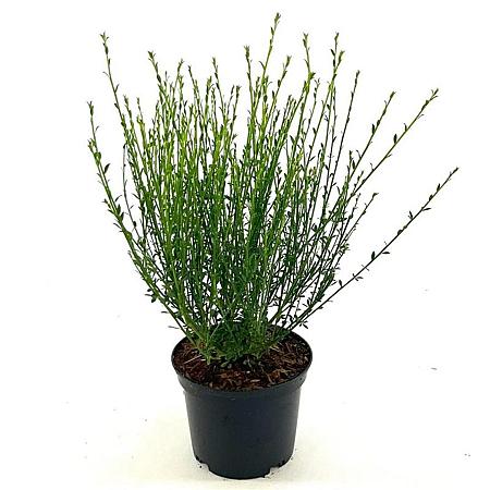 Cytisus scop. 'Vanesse' Pot 2 Liter30 - 40 cm