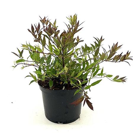 Deutzia gracilis 'Nikko' Pot 2 liter 25-30cm