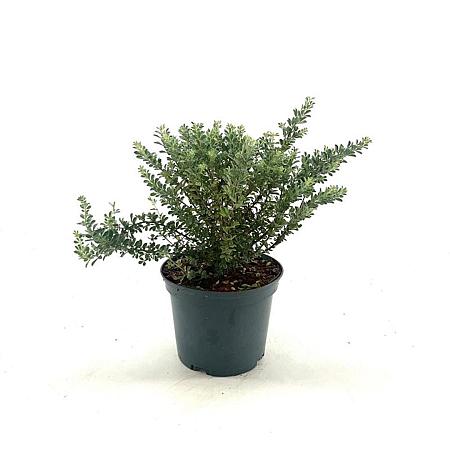 Dorycnium hirsutum Pot 2 liter 25-30cm