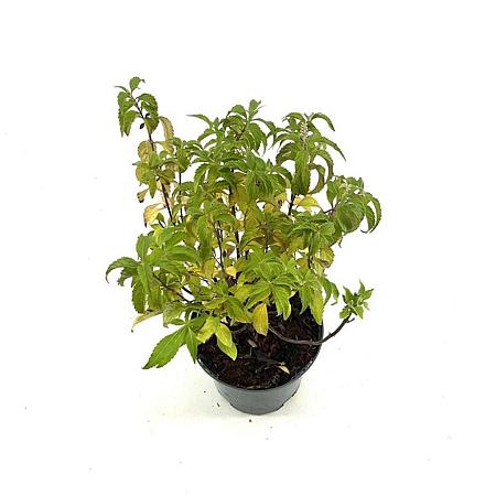 Elsholtzia stauntonii Pot 3 Liter 30 - 40 cm