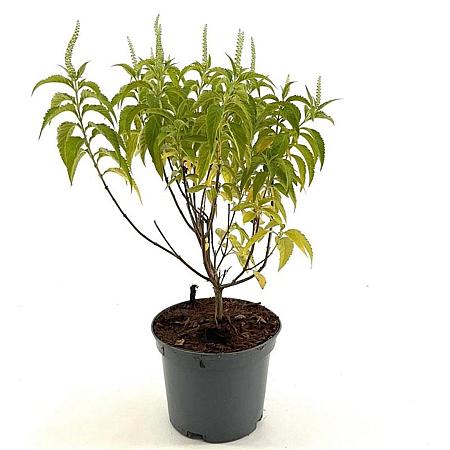 Elsholtzia stauntonii 'Alba' Pot 3 Liter 30 - 40 cm
