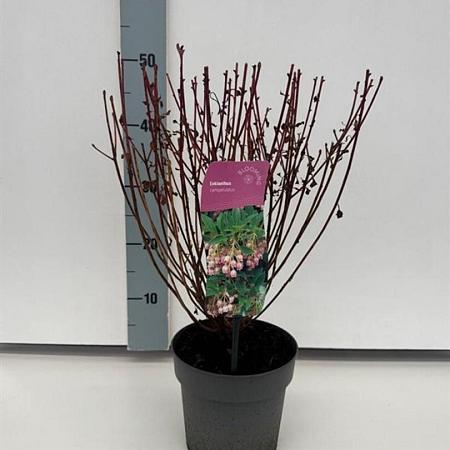 Enkianthus campanulatus Pot 2 Liter30 - 40 cm