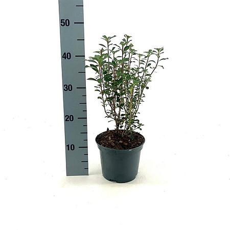 Enkianthus camp. 'Red Bells' Pot 3 Liter 30 - 40 cm