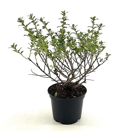 Escallonia 'Apple Blossom' Pot 2 liter 25-30cm