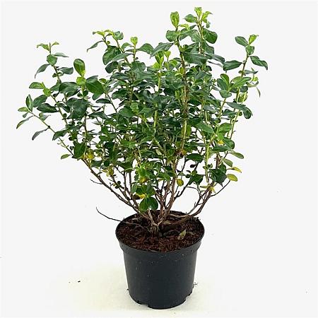 Escallonia 'Iveyi' Pot 2 liter 25-30cm