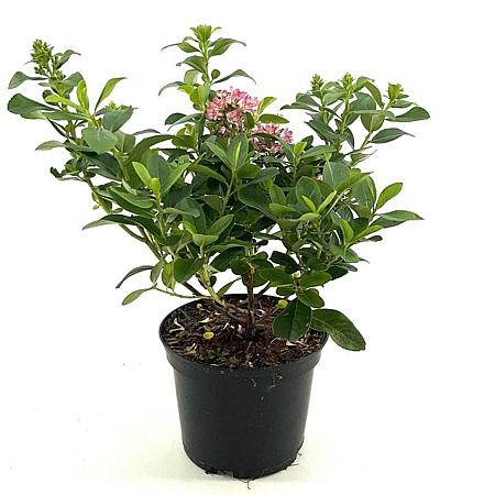 Escallonia laevis Pink Elle Pot 2 liter 25-30cm