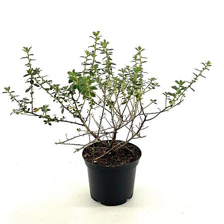 Escallonia 'Red Elf' Pot 2 liter 25-30cm