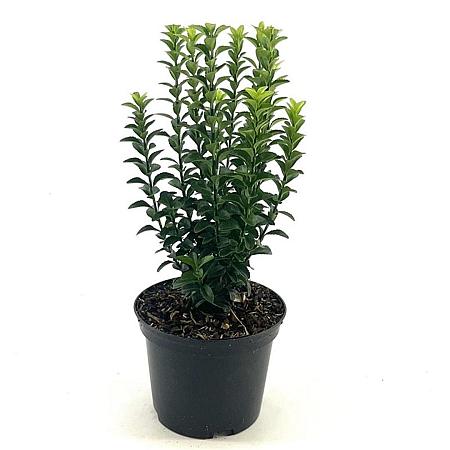 Euonymus 'Benkomoki' Pot 2 liter 25-30cm