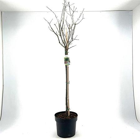 Euonymus europaeus Pot 10 liter Stam 80 cm