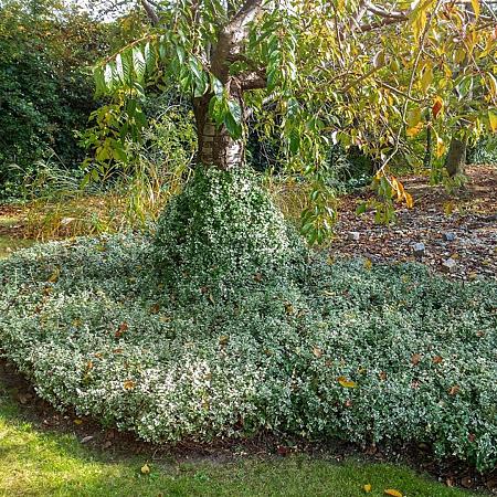 Euonymus fortunei Pot 2 liter 25-30cm