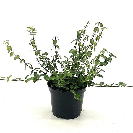 Euonymus fortunei Pot 2 liter 25-30cm