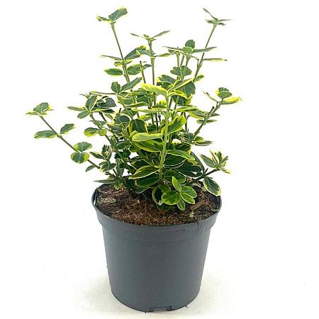 Euonymus fort. 'Canadale Gold' Pot 2 liter 25-30cm
