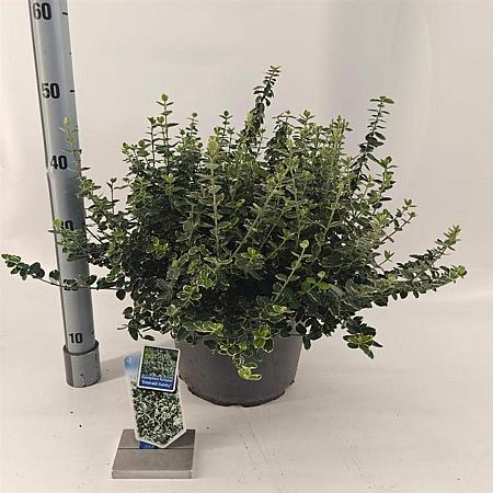 Euonymus fort. 'Emerald Gaiety' Pot 10 liter 40 - 50 cm
