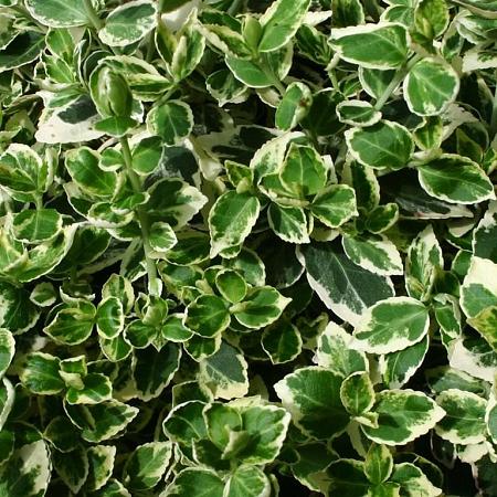 Euonymus fort. 'Emerald Gaiety' Pot 10 liter 40 - 50 cm