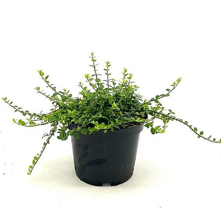 Euonymus fort. 'Minimus' Pot 2 liter 25-30cm