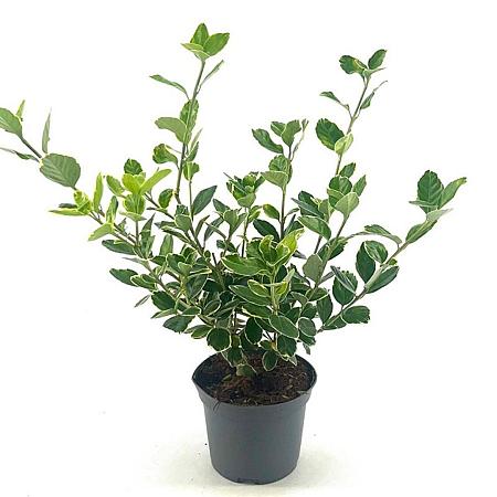 Euonymus jap. 'Albomarginatus' Pot 2 liter 25-30cm